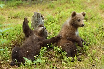 Image showing Young bear cubs playing in forest