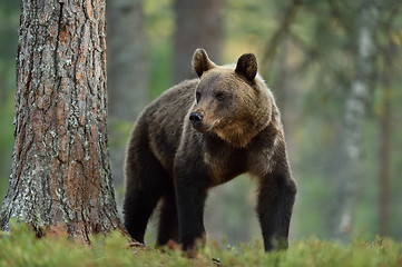 Image showing Brown bear (ursus arctos)