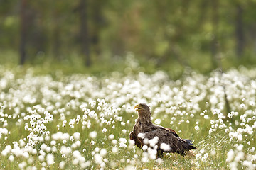 Image showing White-tailed eagle in the bog 