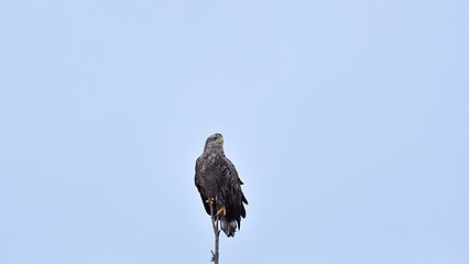 Image showing Eagle on a tree, blue sky in the background. 