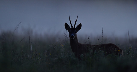 Image showing Roe deer at night. 