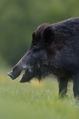 Image showing Wild boar. Wild pig.