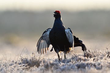 Image showing Black Grouse calling