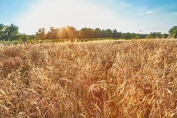 Image showing Wheat field detail