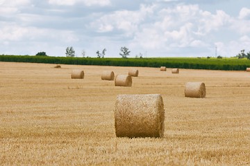 Image showing Agricultural field with bales