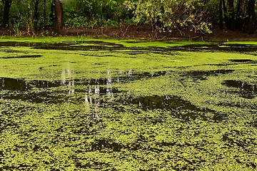 Image showing Water surface with plants