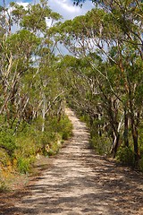 Image showing Path in a forest