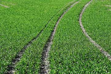 Image showing green sprouts on an agricultural field