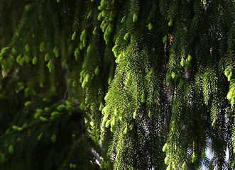 Image showing branches of fir trees illuminated by the sun