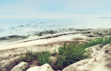 Image showing Grass On a Rocky Seashore