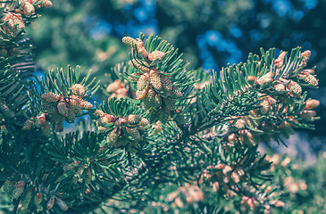 Image showing Fir Branch With Cones