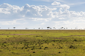 Image showing acacia tree in savannah at africa