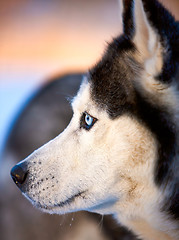 Image showing Portrait of Siberian Husky