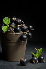 Image showing Black currant  isolated 