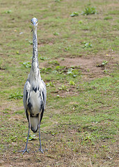 Image showing Little Blue Heron