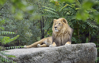 Image showing Wild african lion