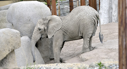 Image showing baby elephant at zoo