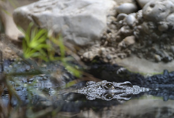 Image showing Crocodile swimming in water