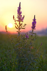 Image showing Larkspur (Delphinium nuttallianum) 