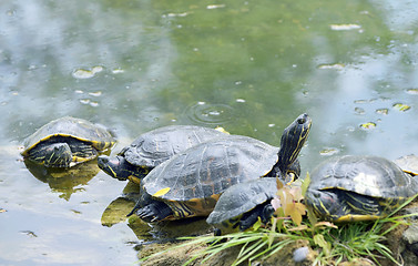 Image showing Western painted turtle (chrysemys picta)