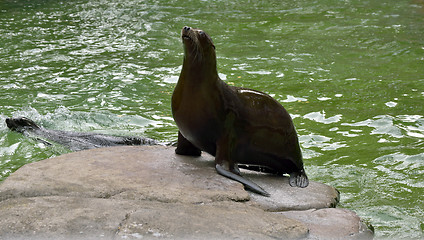 Image showing Sea lion on rock