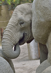 Image showing baby elephant at zoo