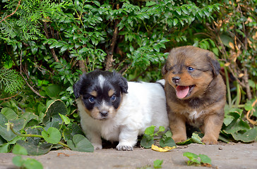 Image showing Chinese puppy dogs 