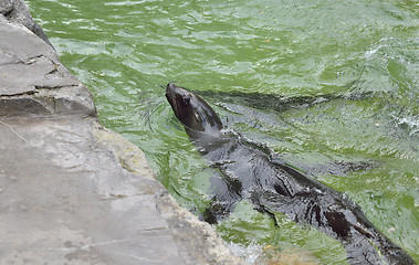 Image showing Sea lion in water