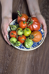 Image showing Fresh tomatoes in hands 