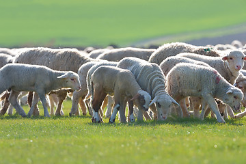 Image showing Sheep and lambs 