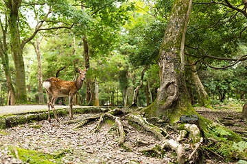 Image showing Lovely Deer in a park