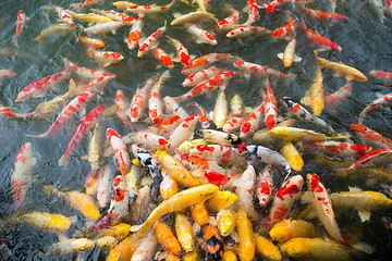 Image showing Koi swimming in a water garden