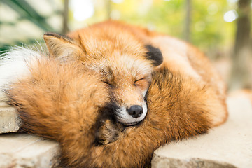 Image showing Wild fox sleeping