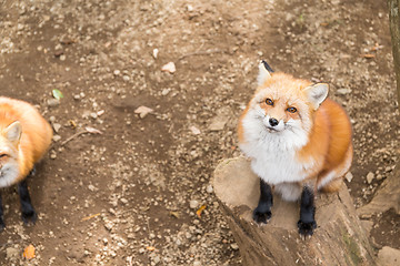 Image showing Fox looking up