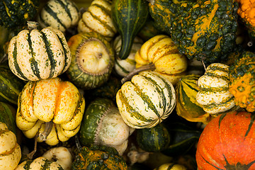 Image showing Diverse assortment of pumpkin