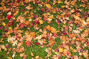 Image showing Maple leaves in autumn