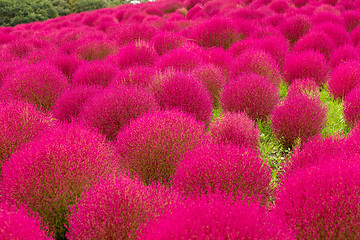 Image showing Red Bassia scoparia