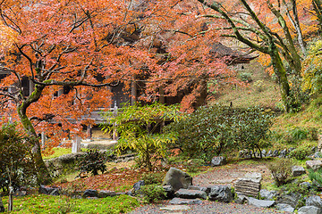 Image showing Maple tree in Japanese garden
