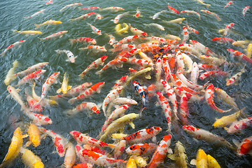 Image showing Koi swimming in a water garden