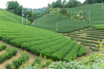 Image showing Tea farm