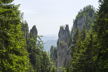 Image showing Pine trees on rocky walls