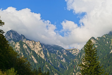 Image showing Alpine summer mountain forest