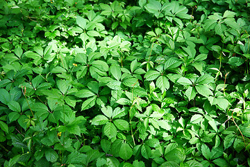 Image showing Full frame shot of the green plant leaves