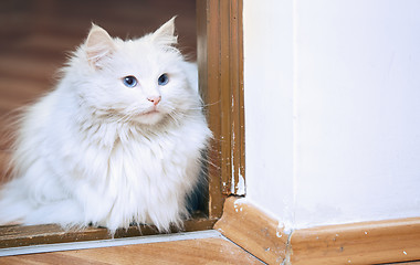 Image showing Fluffy white cat sitting on a floor