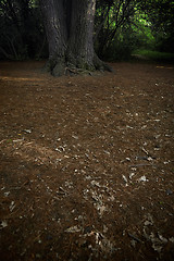 Image showing Low section of the pine tree in forest