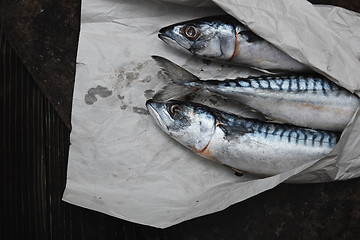 Image showing Scomber fish in wrapping paper