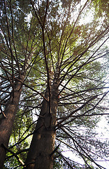 Image showing Pines in a wild forest