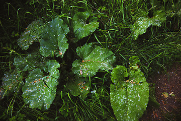 Image showing Wild Burdock leaves 