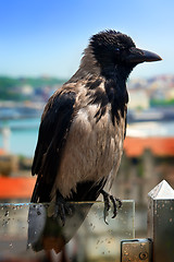 Image showing Wet gray crow