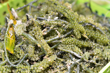 Image showing Oval sea grapes seaweed